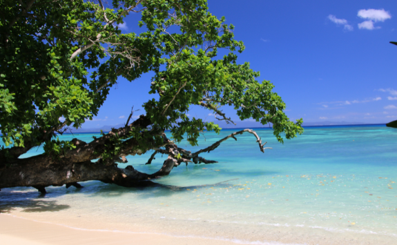 A view of the coast of Taveuni Island. The sand is white, the sea is clear and there is a tree leaning into the ocean.